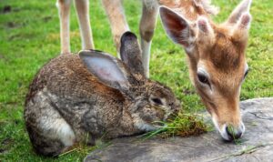 Rabbit and deer eating grass