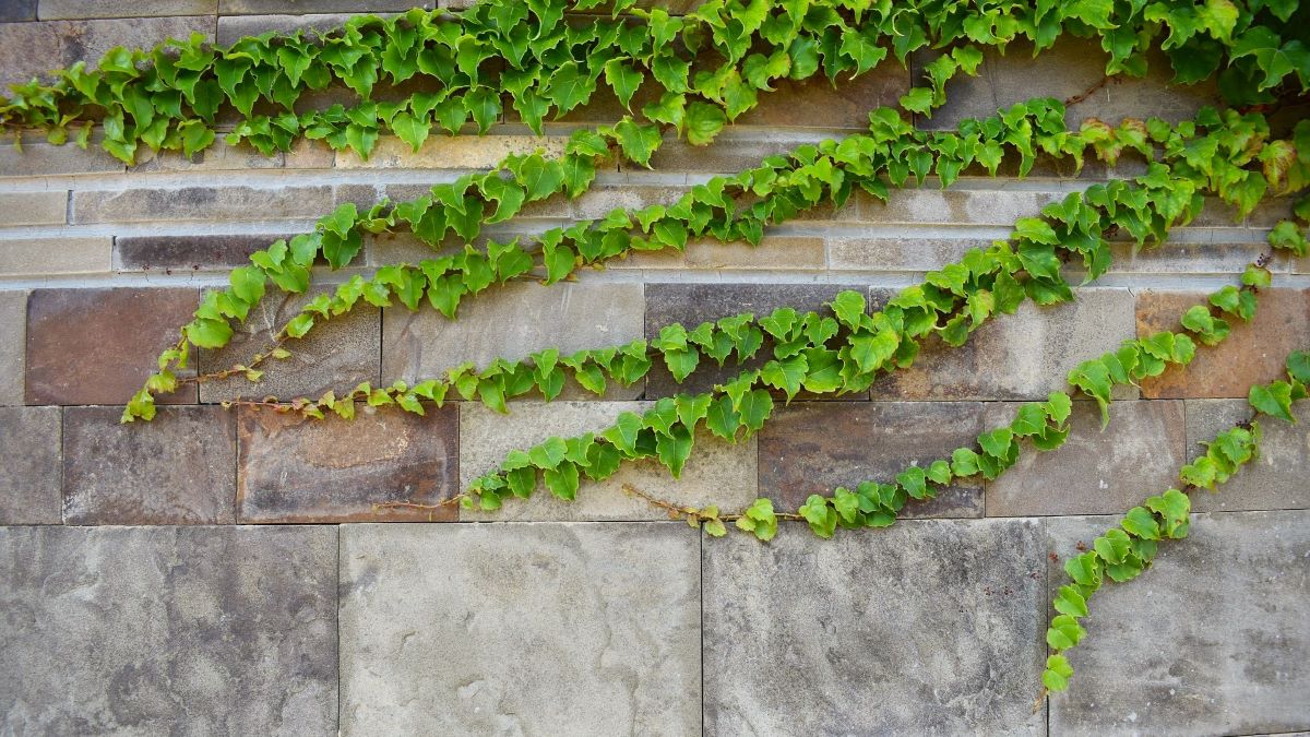 Green ivy creeping across stone wall