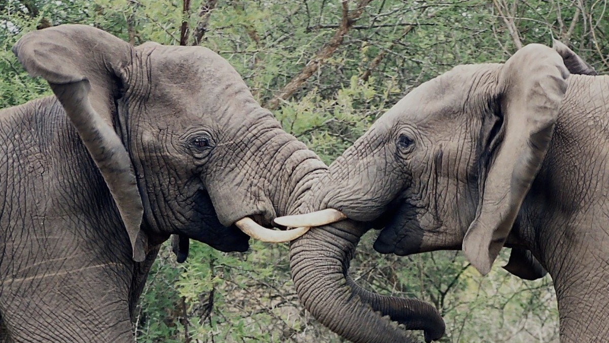 elephants wrestling