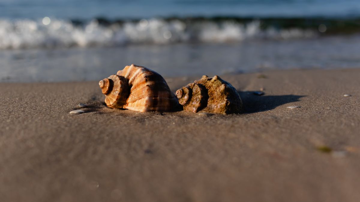 conch shells on shoreline
