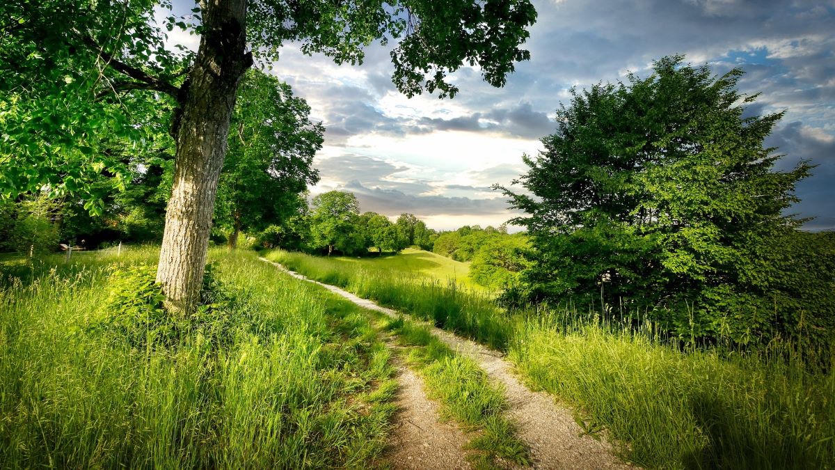 Well-trod footpath through green woods