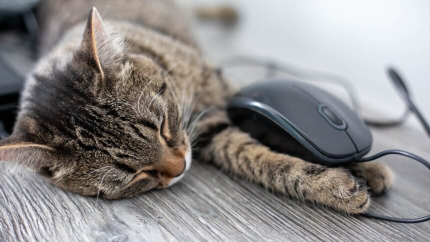 A cat playing with a computer mouse signals how partnerships can be reactive