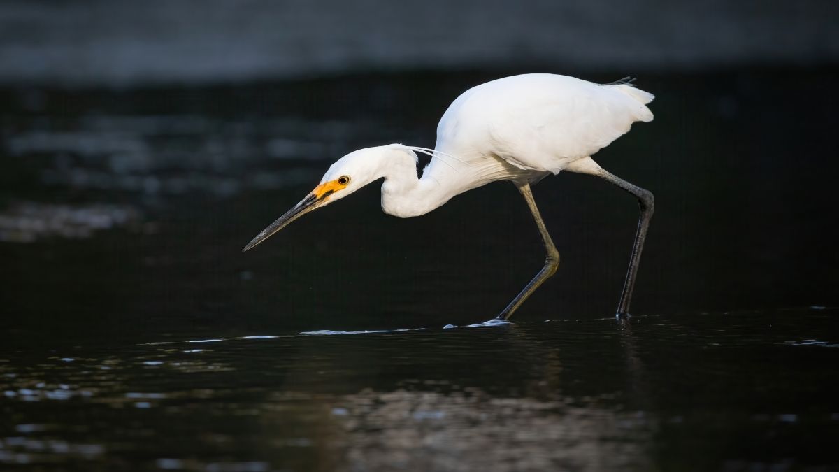 egret poised to catch a fish